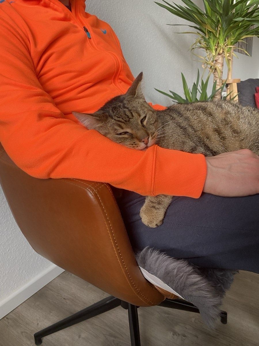 Vermitteltes Tier