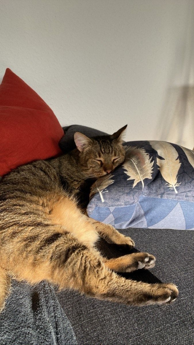 Vermitteltes Tier