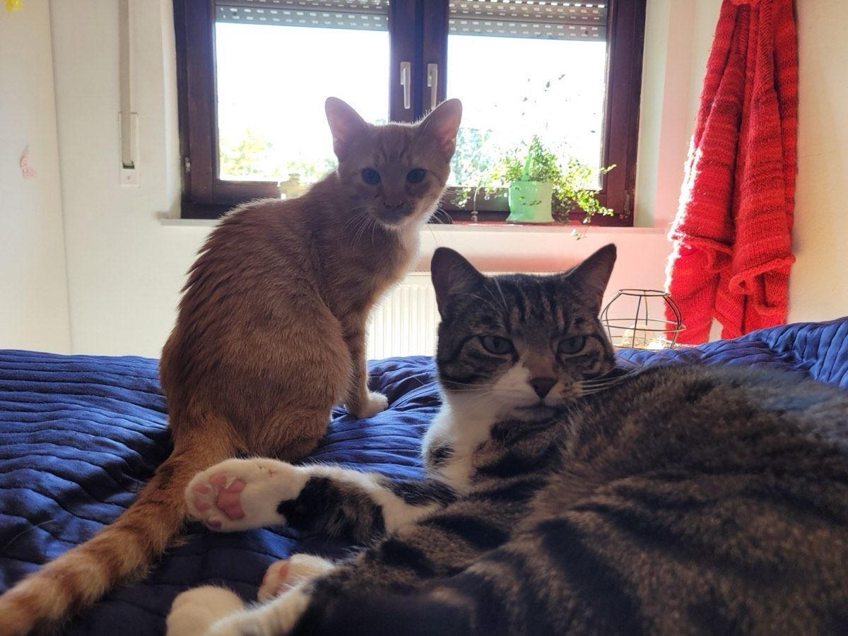 Vermitteltes Tier