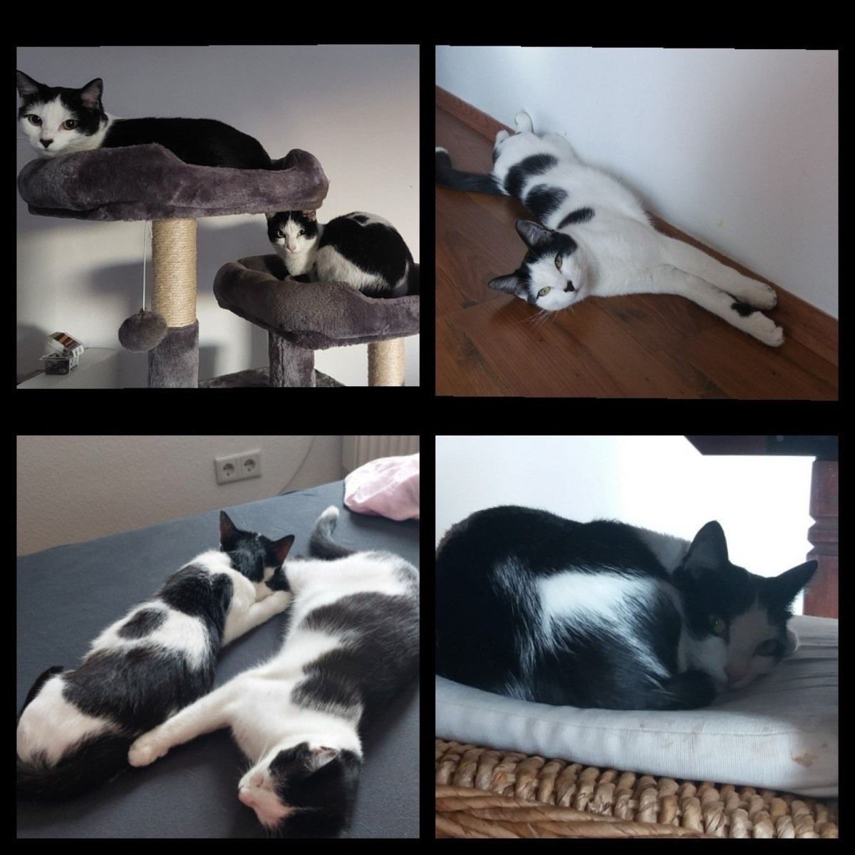 Vermitteltes Tier