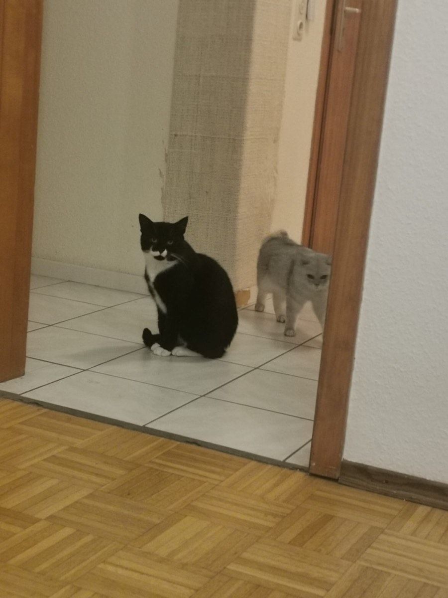 Vermitteltes Tier
