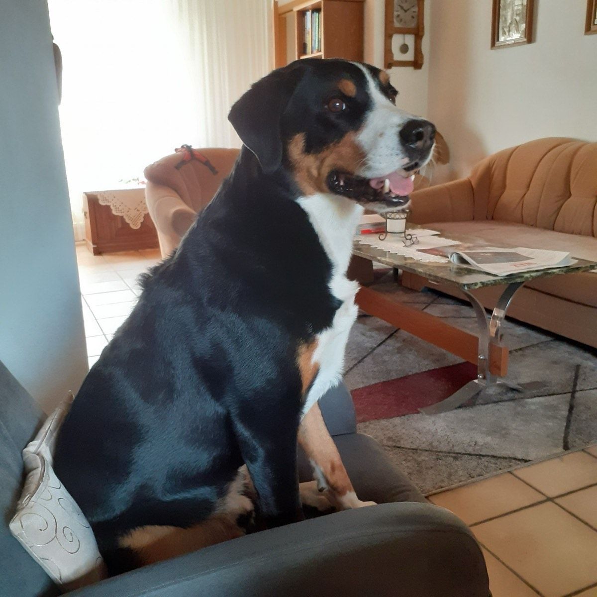 Vermitteltes Tier