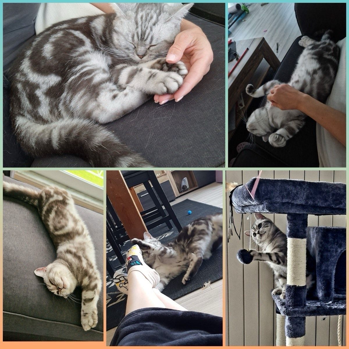 Vermitteltes Tier