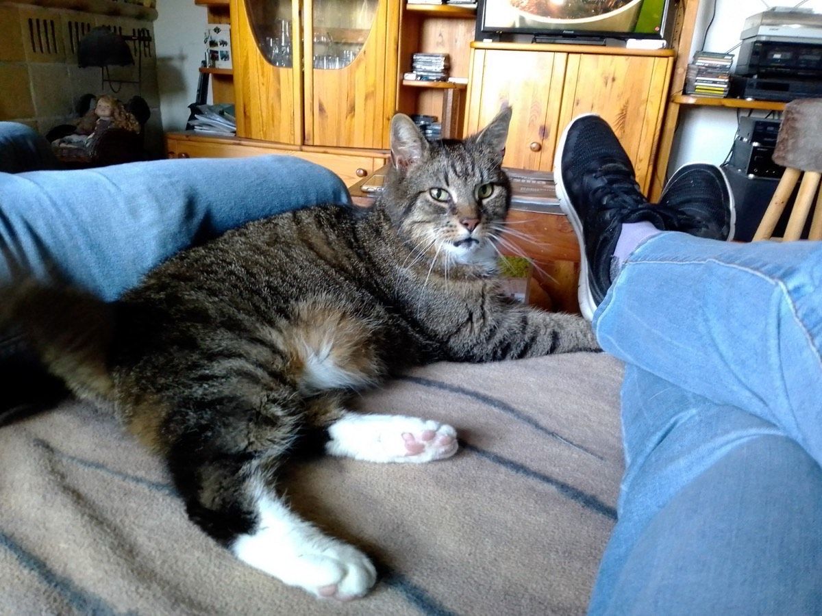 Vermitteltes Tier