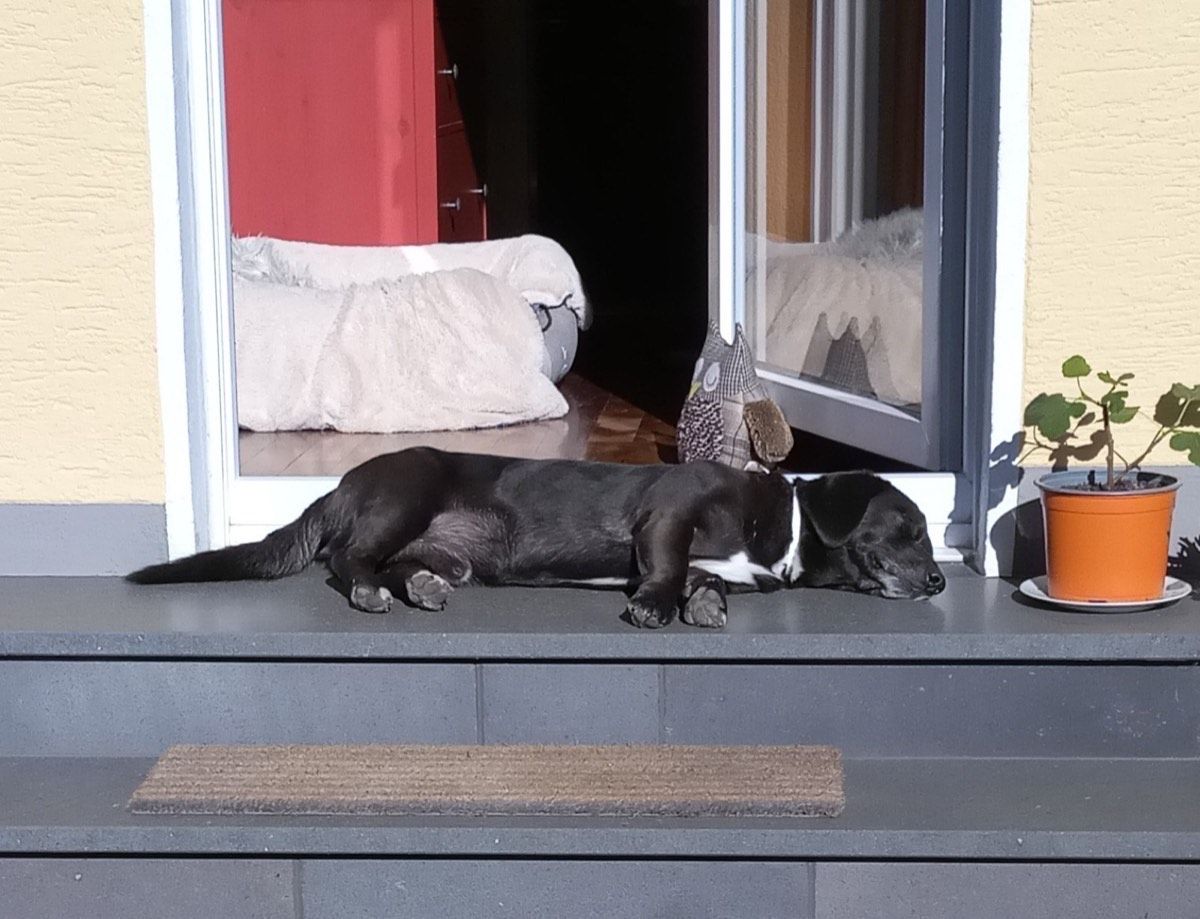 Vermitteltes Tier