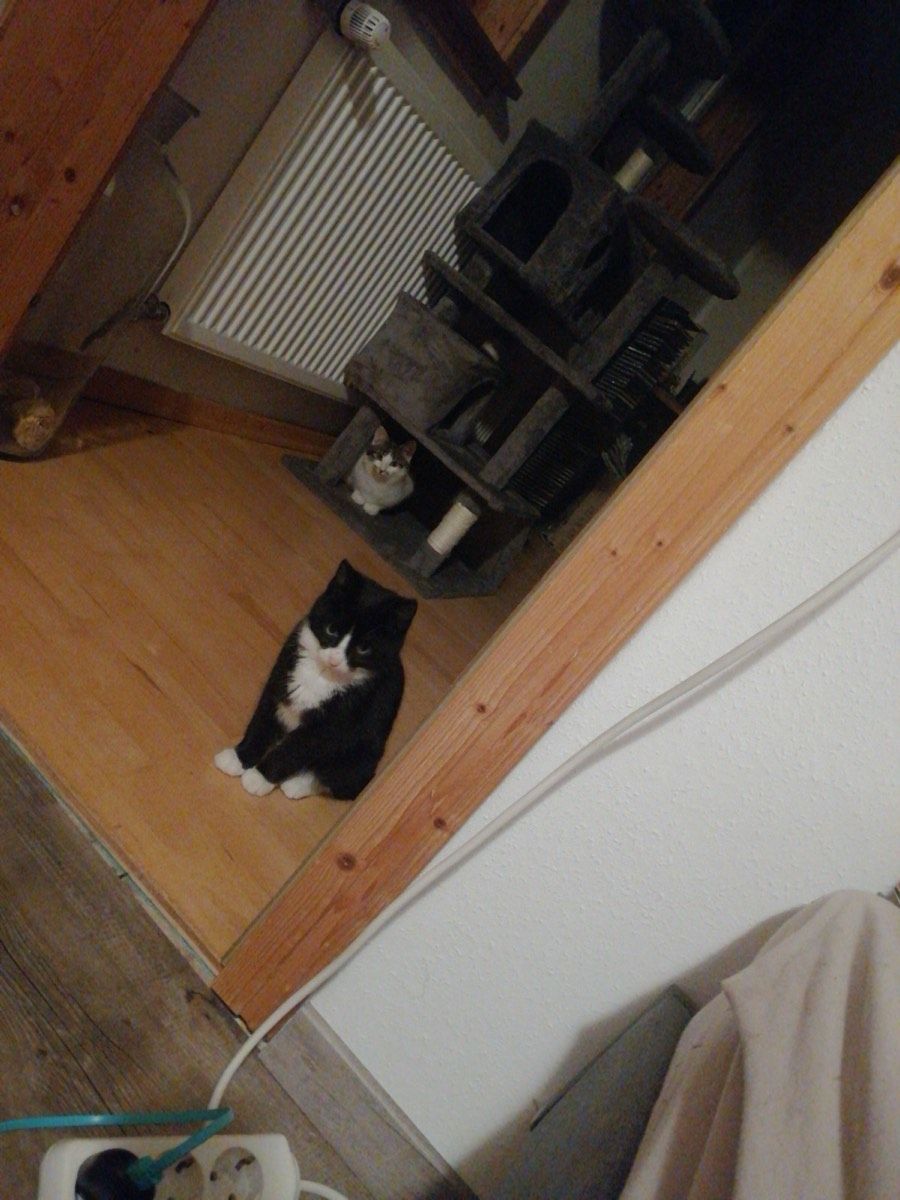 Vermitteltes Tier