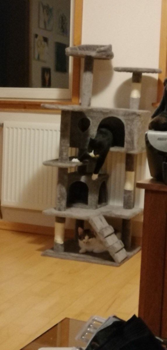 Vermitteltes Tier