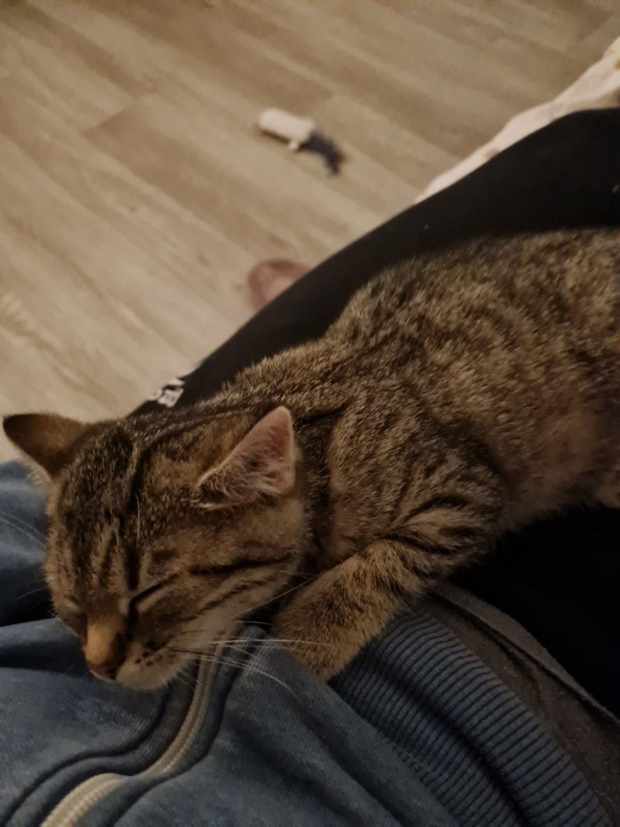 Vermitteltes Tier