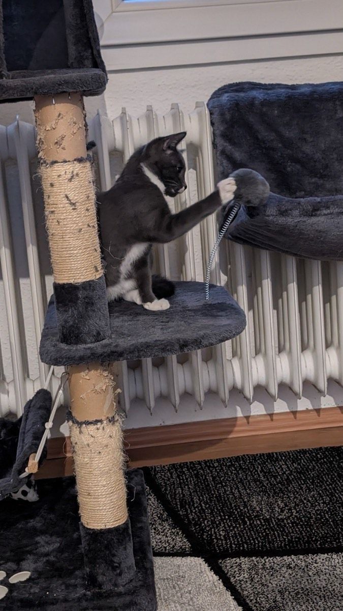 Vermitteltes Tier