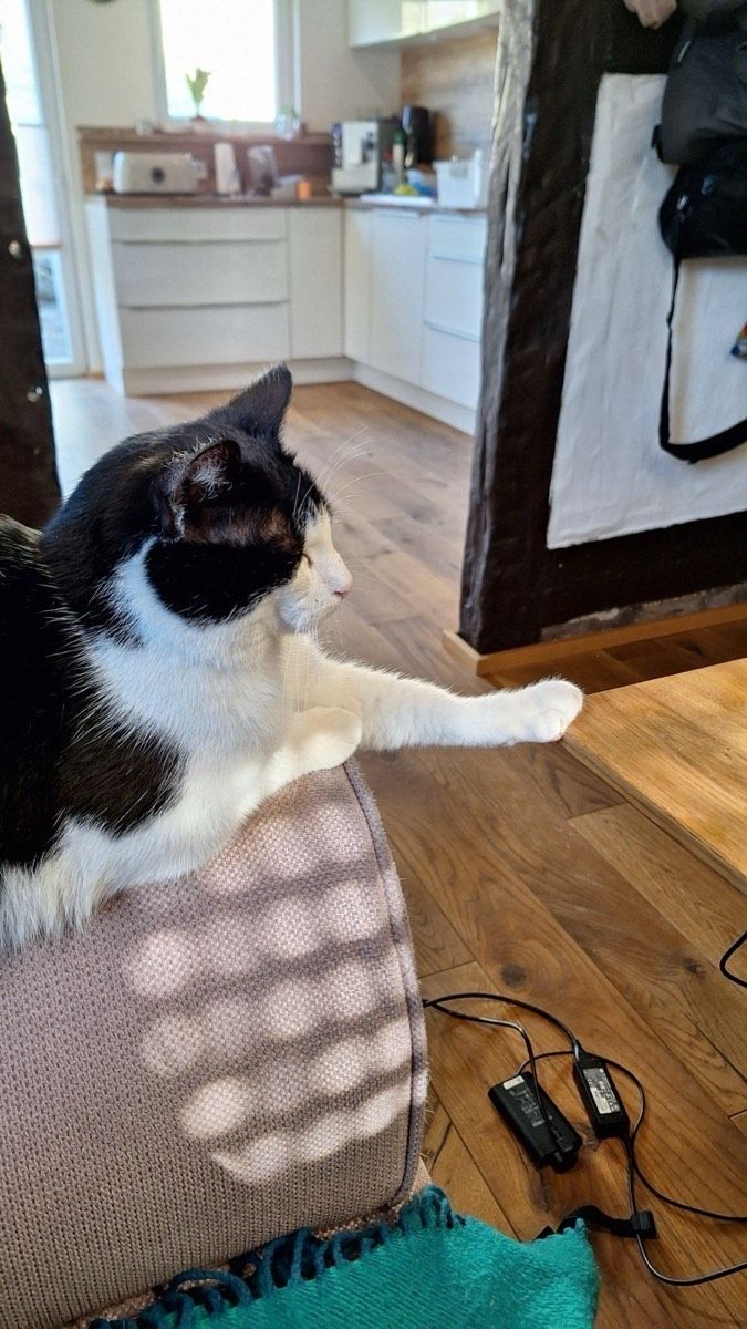 Vermitteltes Tier