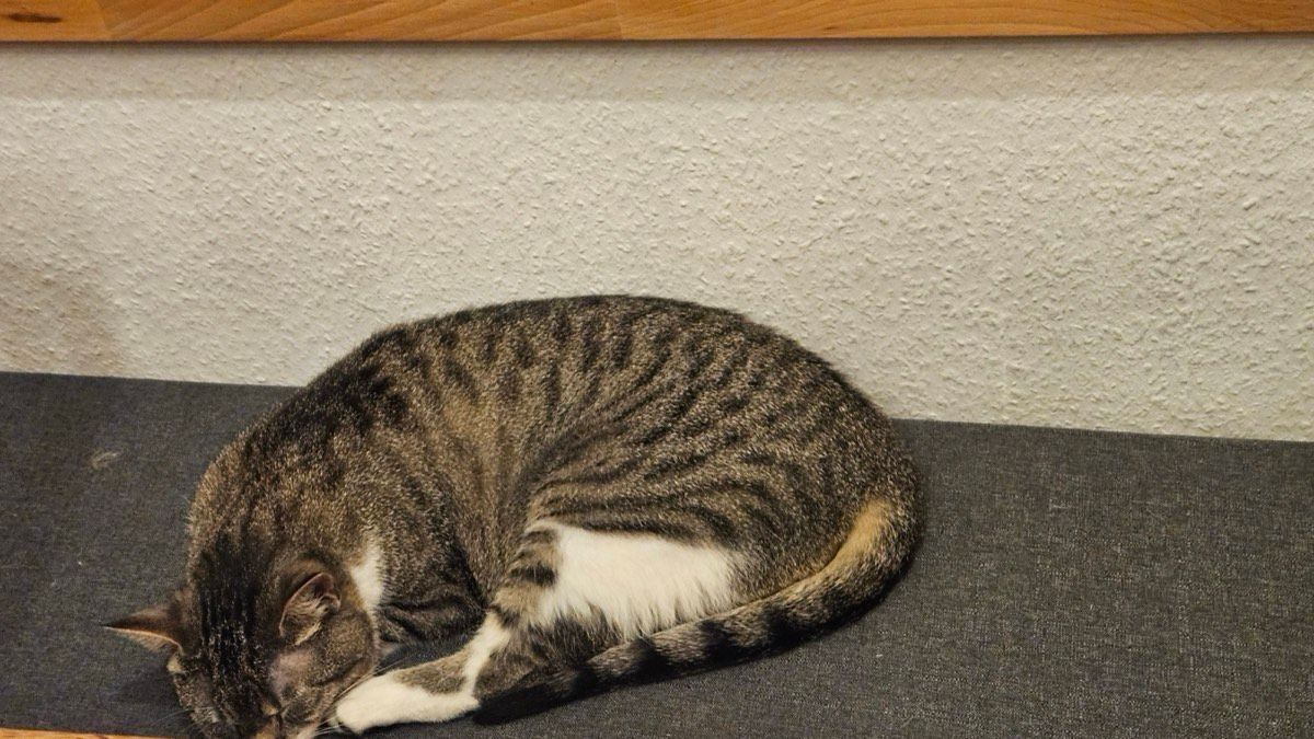 Vermitteltes Tier