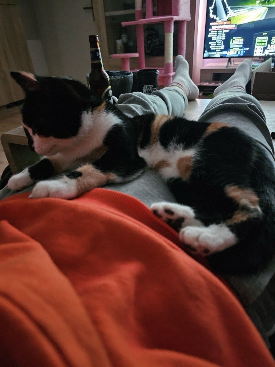 Vermitteltes Tier