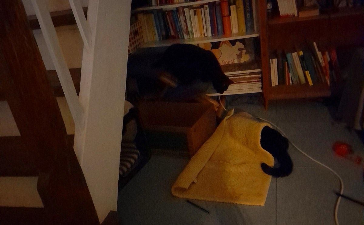 Vermitteltes Tier