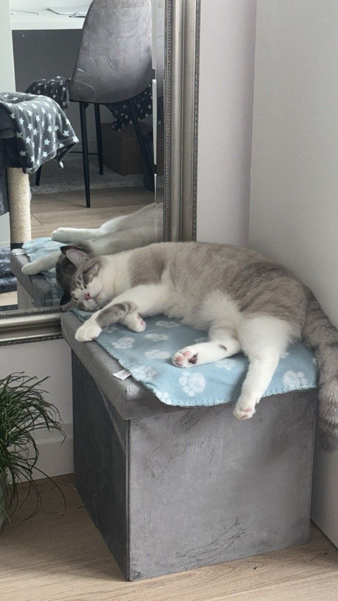 Vermitteltes Tier