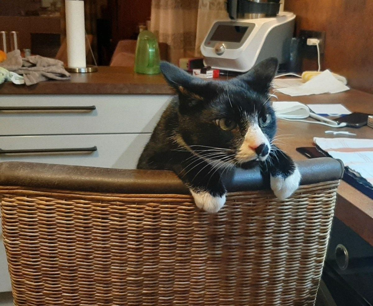 Vermitteltes Tier