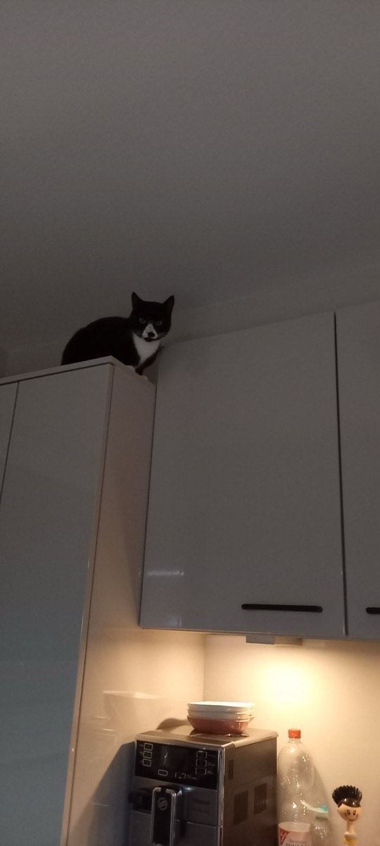 Vermitteltes Tier