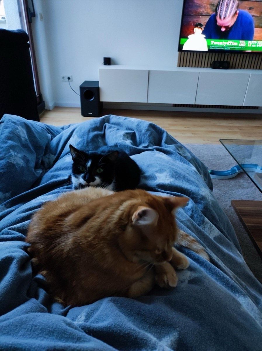 Vermitteltes Tier