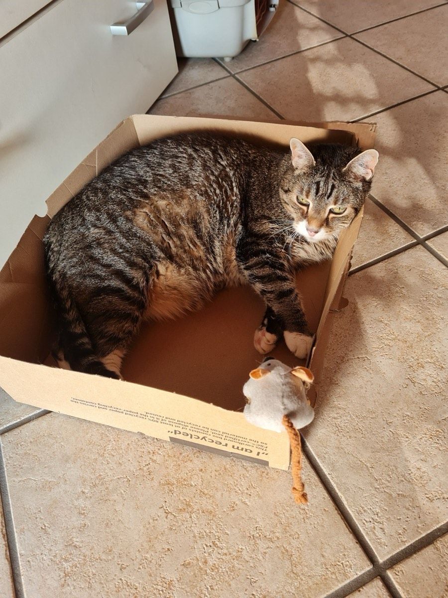 Vermitteltes Tier