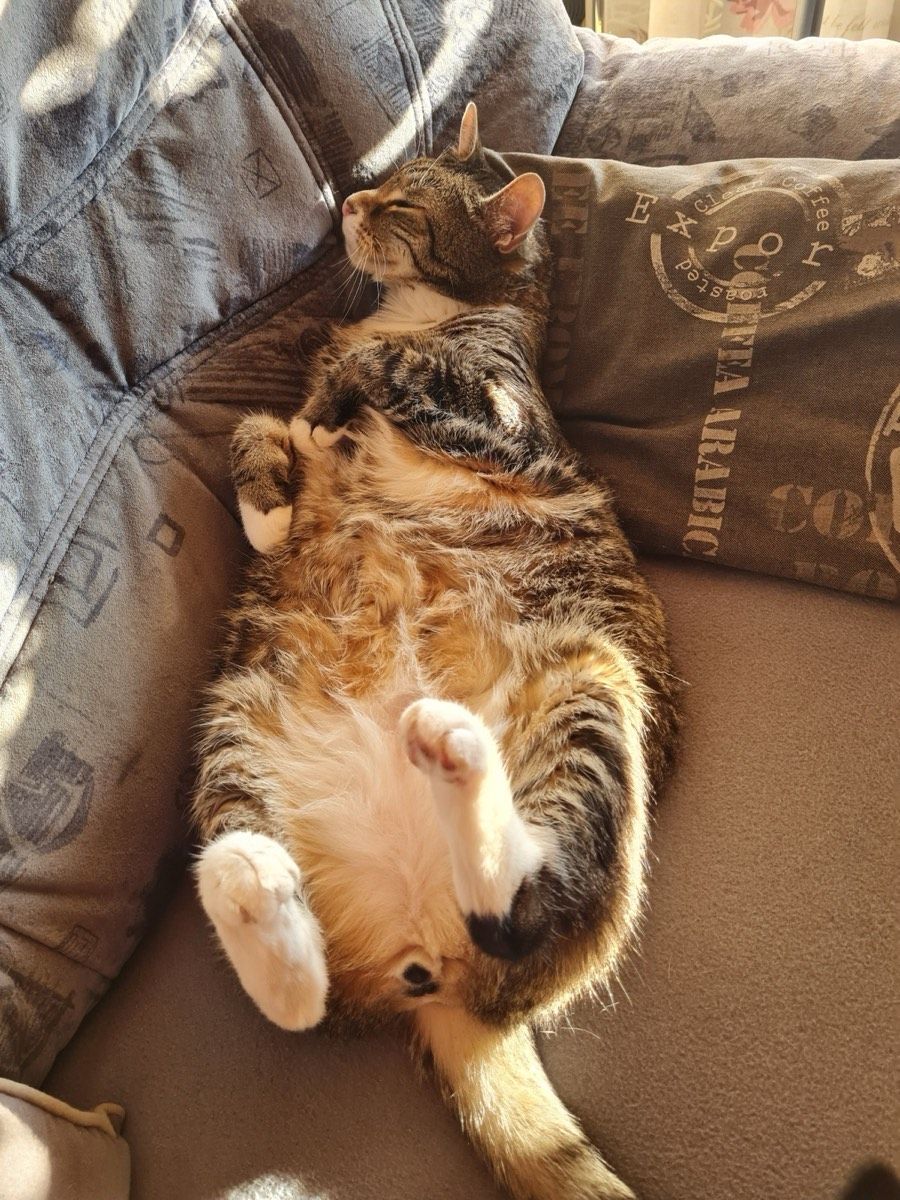 Vermitteltes Tier
