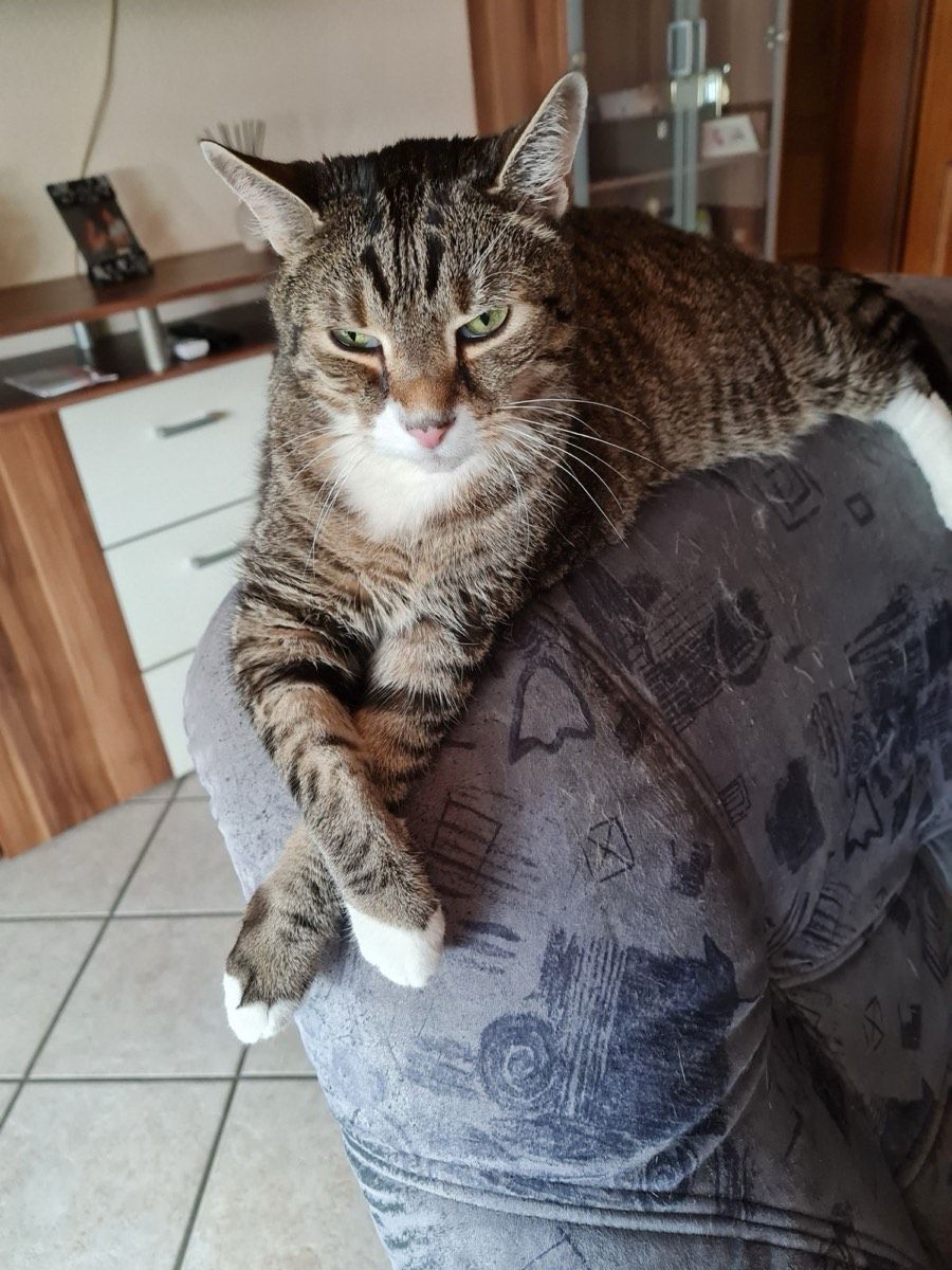 Vermitteltes Tier