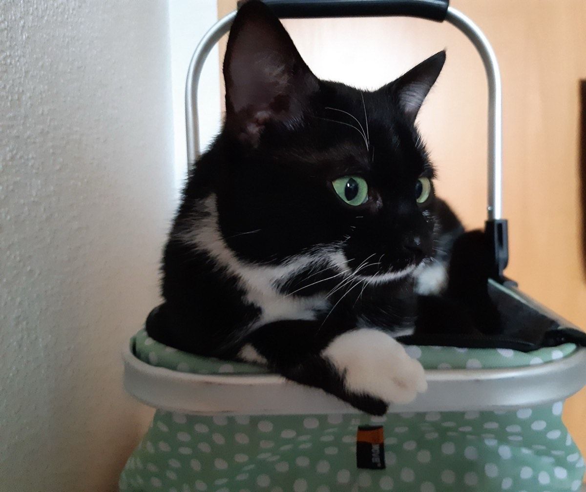 Versteckecken