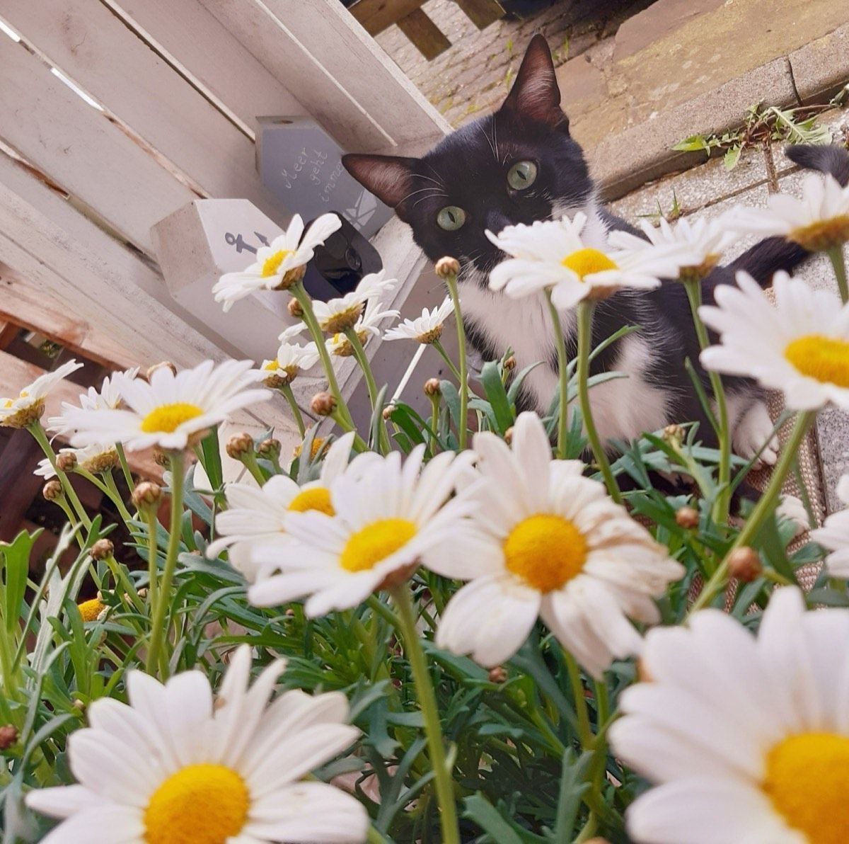 Versteckecken