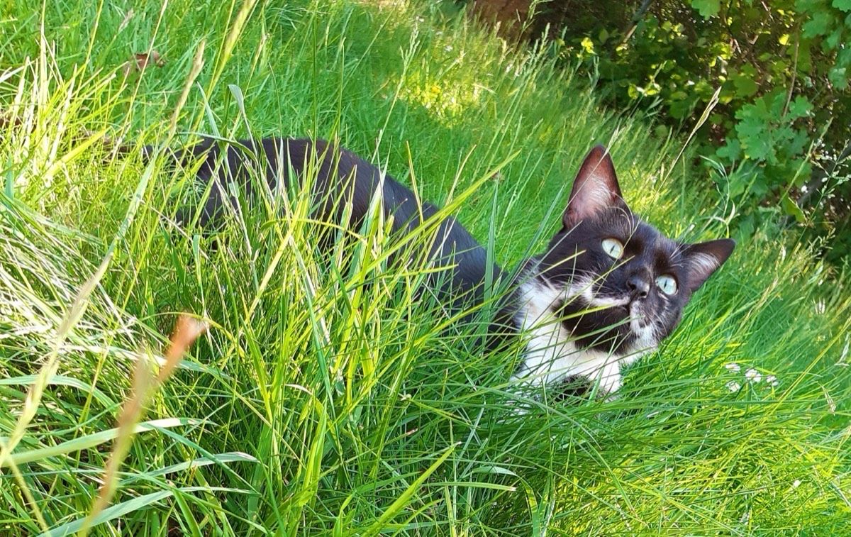 Versteckecken
