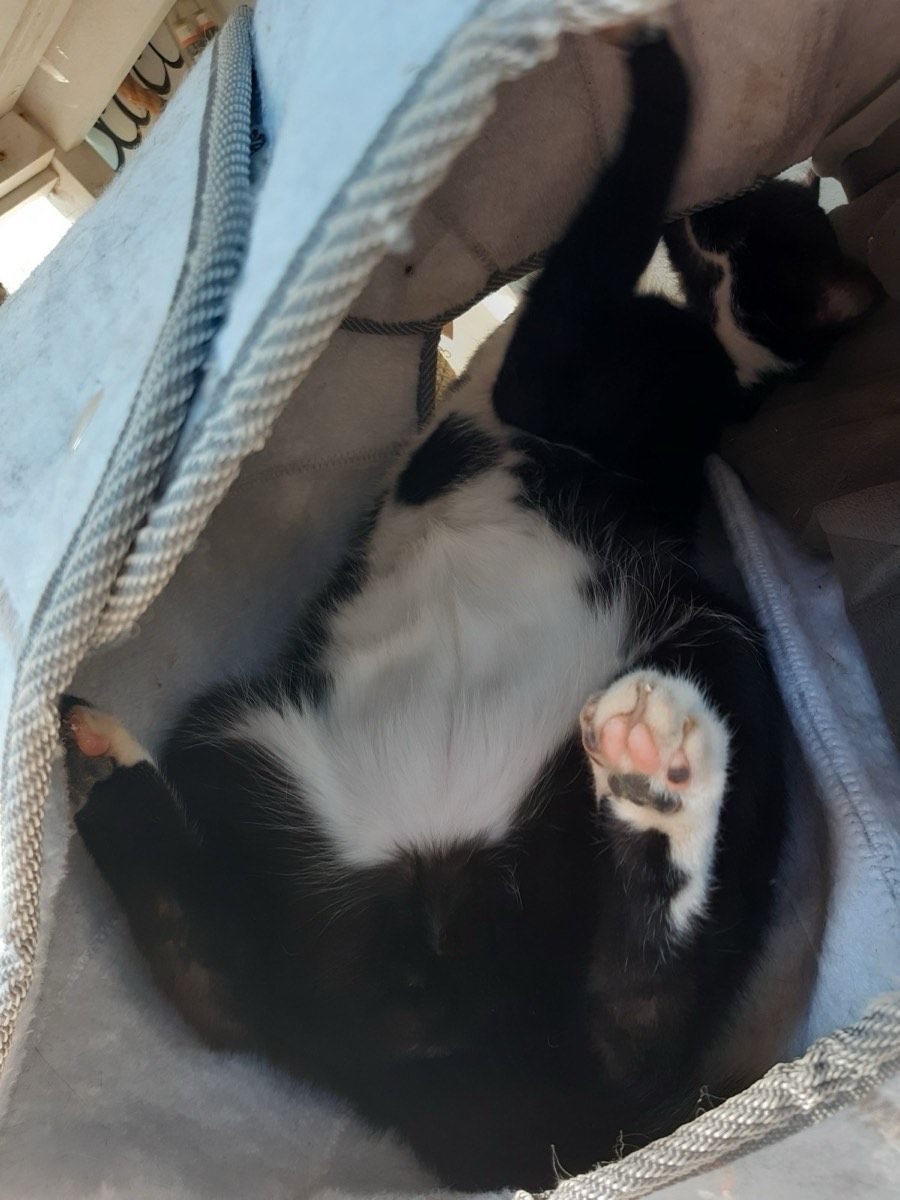 Versteckecken